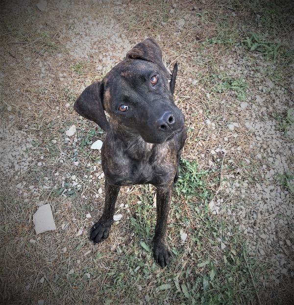 Atena Giovane Simil Labrador Taglia Media